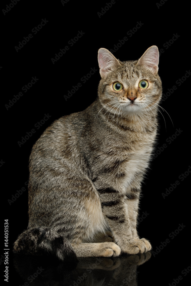 Cat with unusual wide nose sitting on Isolated Black background, side view