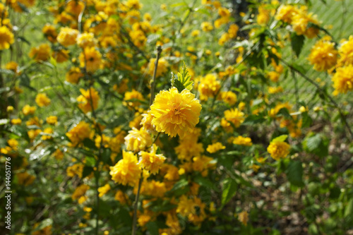 Buisson de fleurs au printemps sous le soleil