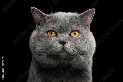 Fototapeta Naklejka Na Ścianę i Meble -  Portrait of British shorthair grey cat with big wide face on Isolated Black background, front view