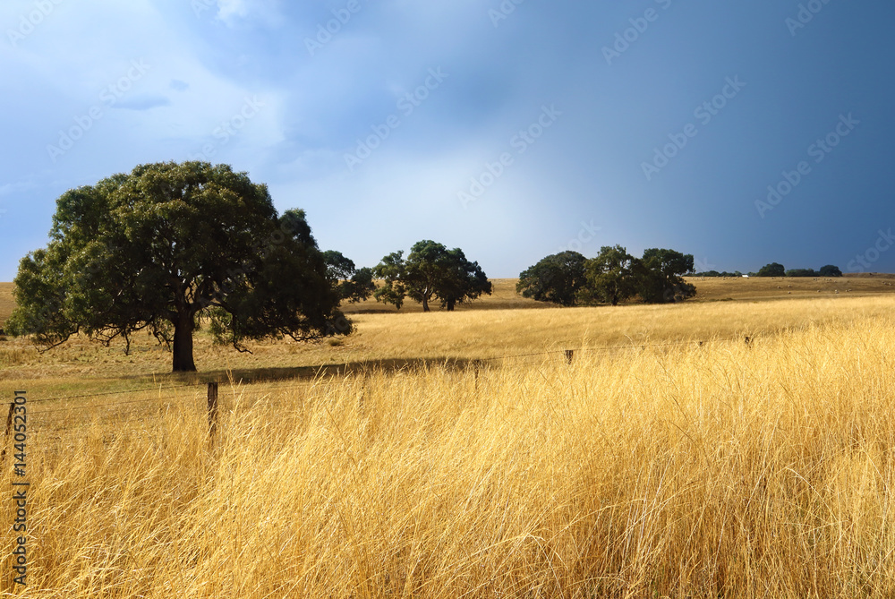 Australia in autumn with native trees and dry grasslands