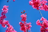 Spring Sakura Cherry Blossom. pink blossom sukura flowers