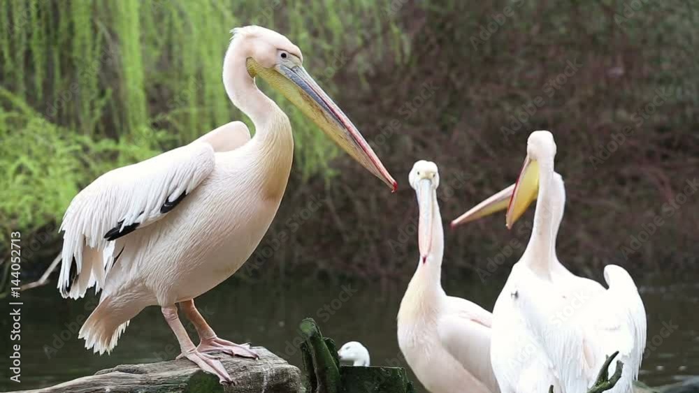 Flock of white pelicans on the lake, Pelecanus onocrotalus
Flock of white pelicans on the lake, Pelecanus onocrotalus