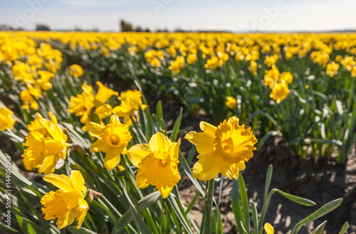 rows of daffodil flowers in Skagit Valley Washington