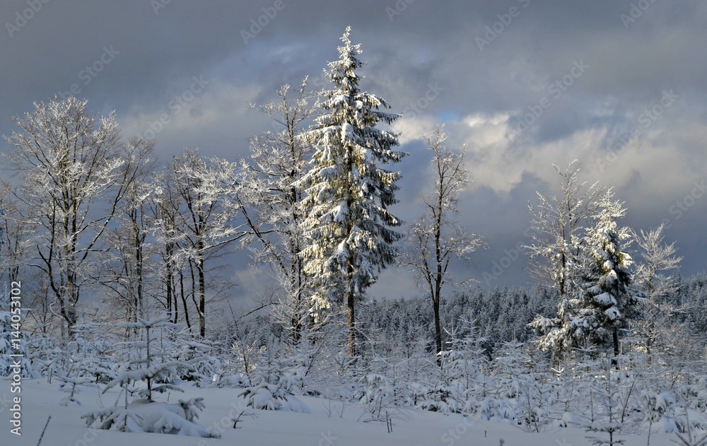 Obraz premium Zimowy las, Krynica-Zdrój, Polska