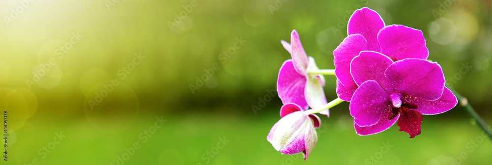 Naklejka premium Pink Orchid Flowers background.