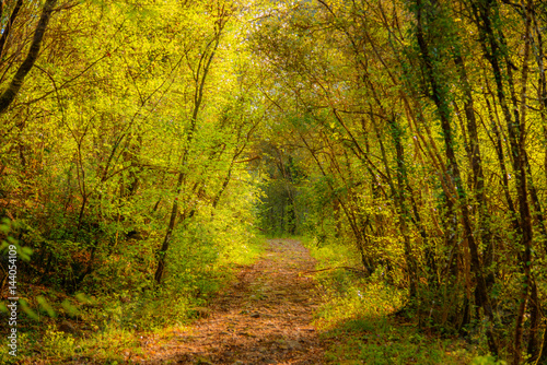 Fototapeta Naklejka Na Ścianę i Meble -  A path in the woods