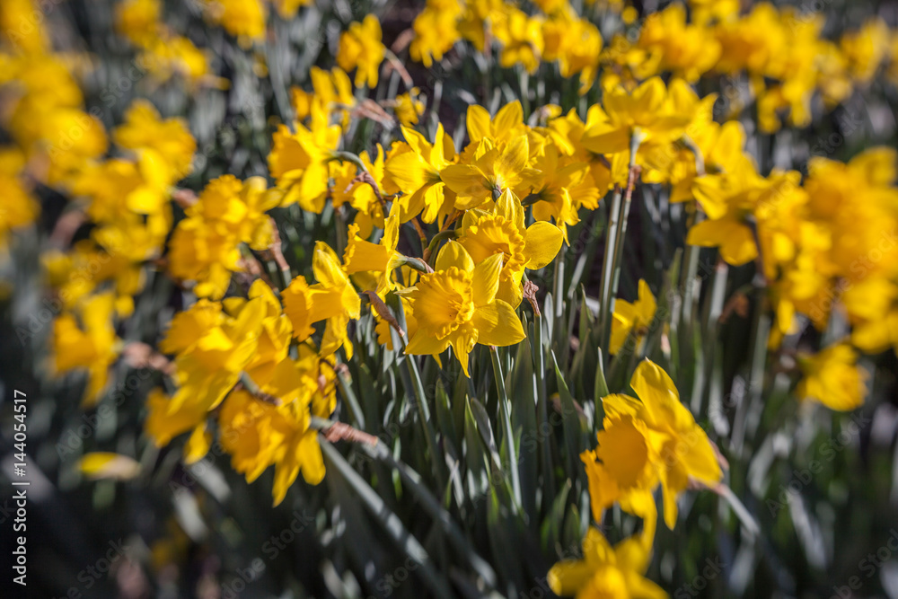 Fototapeta premium daffodil flowers in Skagit Valley Washington
