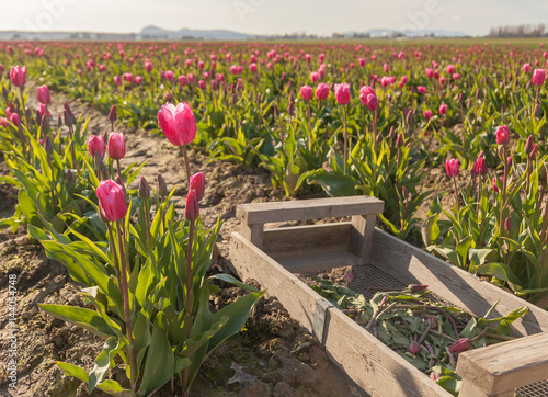 pink tulip fields with wooden tray in Skagit Valley Washington © Leslie C Saber