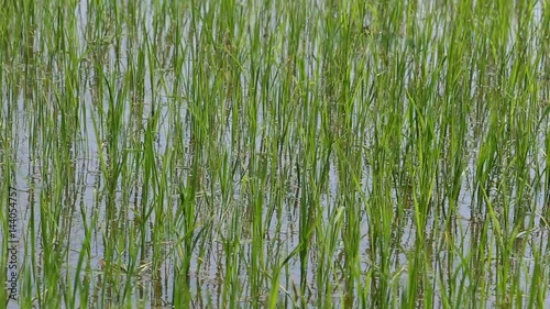 green plentiful rice sprout field wave by wind