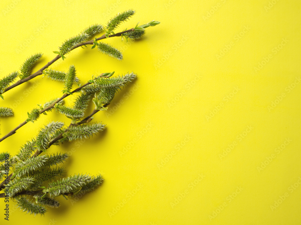 willow twigs on a beautiful yellow background