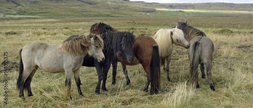 Фотография Icelandic Horses