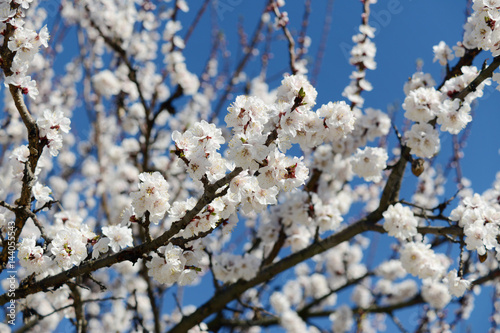 Tree of flowering apricot