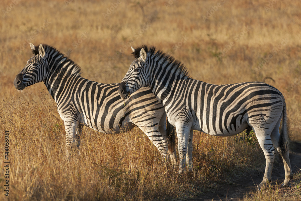 Plains zebra, common zebra or Burchell's zebra (Equus quagga, formerly Equus burchellii). KwaZulu Natal. South Africa Plains zebra, common zebra or Burchell's zebra (Equus quagga, formerly Equus burchellii). KwaZulu Natal. South Africa