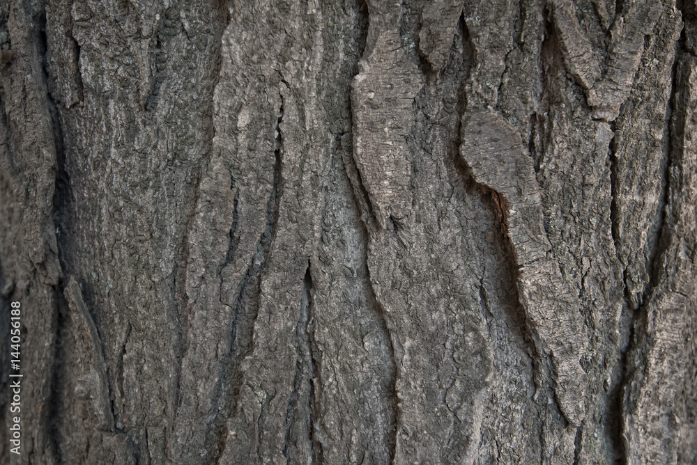 Obraz premium Old bark macro