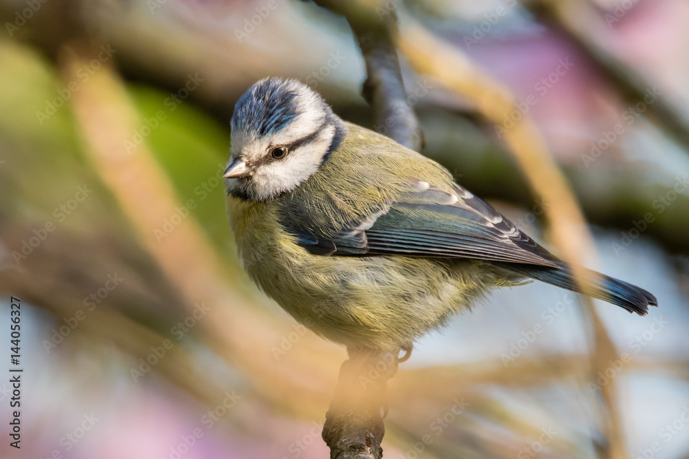 Obraz premium Blue tit (Cyanistes caeruleus) perched on branch. Colourful garden songbird in the family Paridae, showing distinctive blue crest