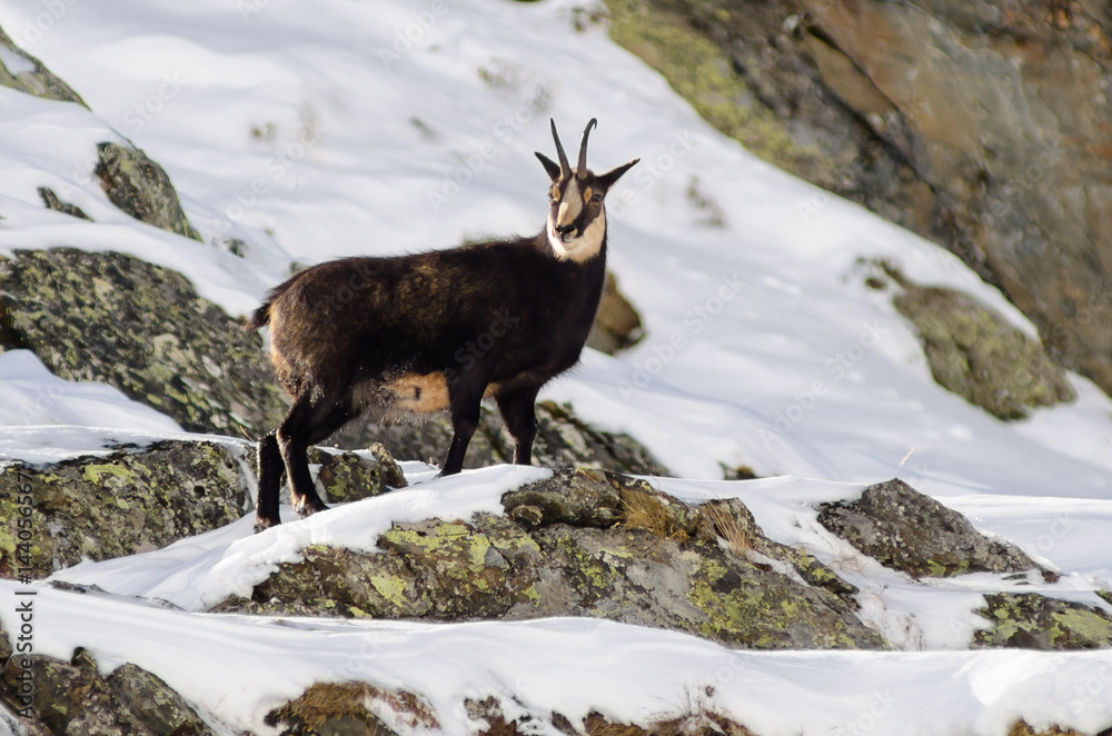 Chamois (Valsavarenche, Gran Paradiso National Park, Aosta Valley, Italy) Chamois (Valsavarenche, Gran Paradiso National Park, Aosta Valley, Italy)