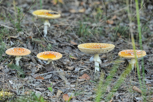 Amanita poisonous witch circle photo