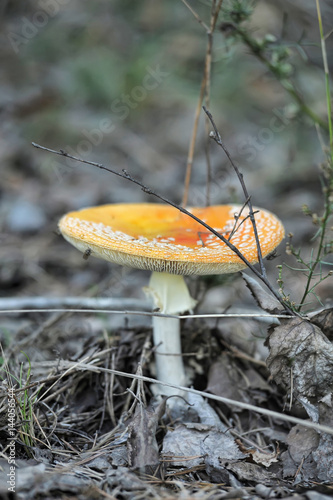 Red Amanita, Poisonous Organism, close up shot photo