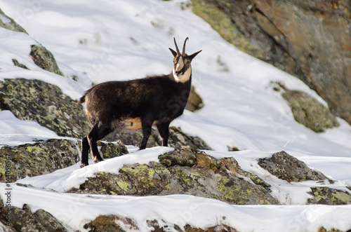 Chamois (Valsavarenche, Gran Paradiso National Park, Aosta Valley, Italy) photo