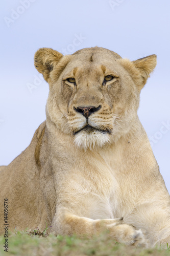 Fototapeta Naklejka Na Ścianę i Meble -  Lion (Panthera leo). KwaZulu Natal. South Africa