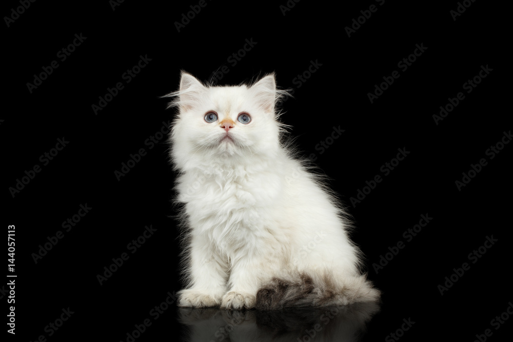 Furry British breed Kitten of White color Sitting and Looking up on Isolated Black Background