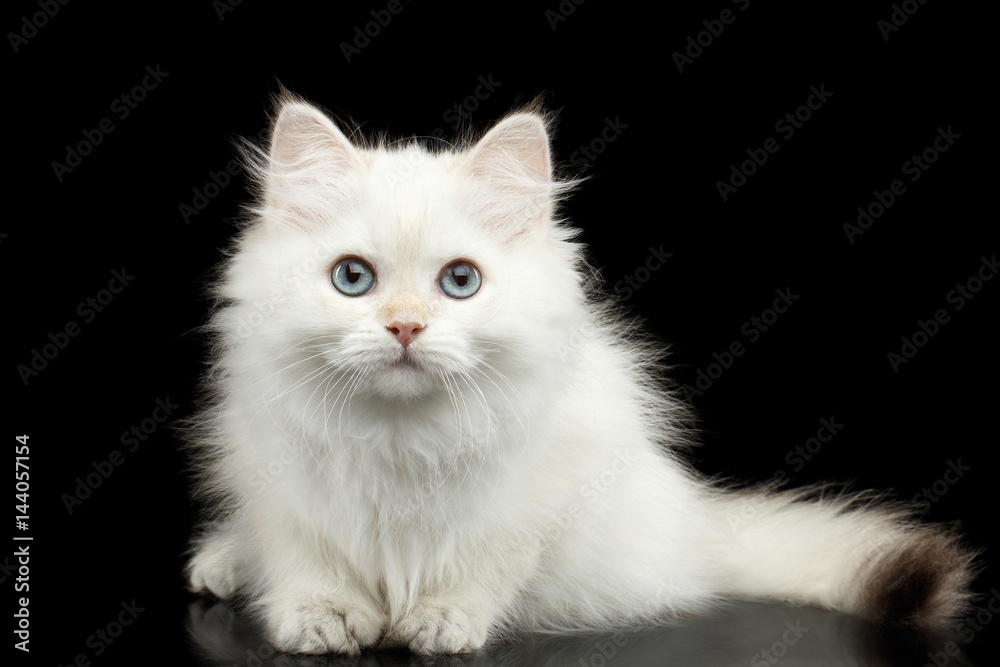 Furry British breed Kitten of White color Fur and Blue eyes Sitting and Stare in camera on Isolated Black Background Furry British breed Kitten of White color Fur and Blue eyes Sitting and Stare in camera on Isolated Black Background