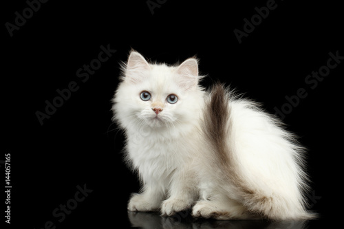 Furry British breed Kitten of White color Fur and Blue eyes Sitting and Stare in camera on Isolated Black Background