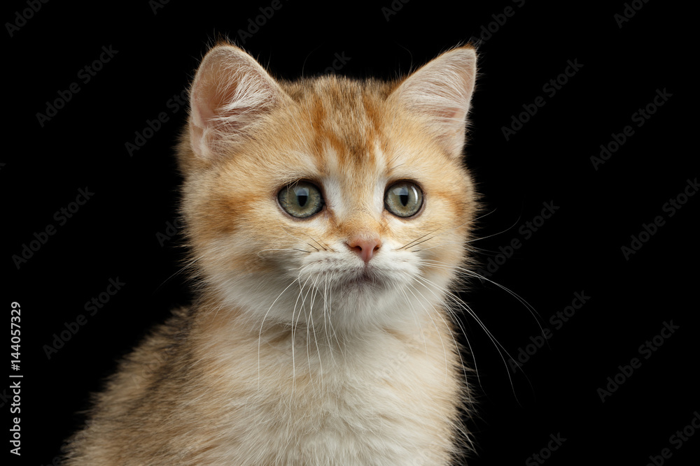 Close-up Portrait of British Kitten with Red Fur and Green eyes Stare in camera on Isolated Black Background, front view