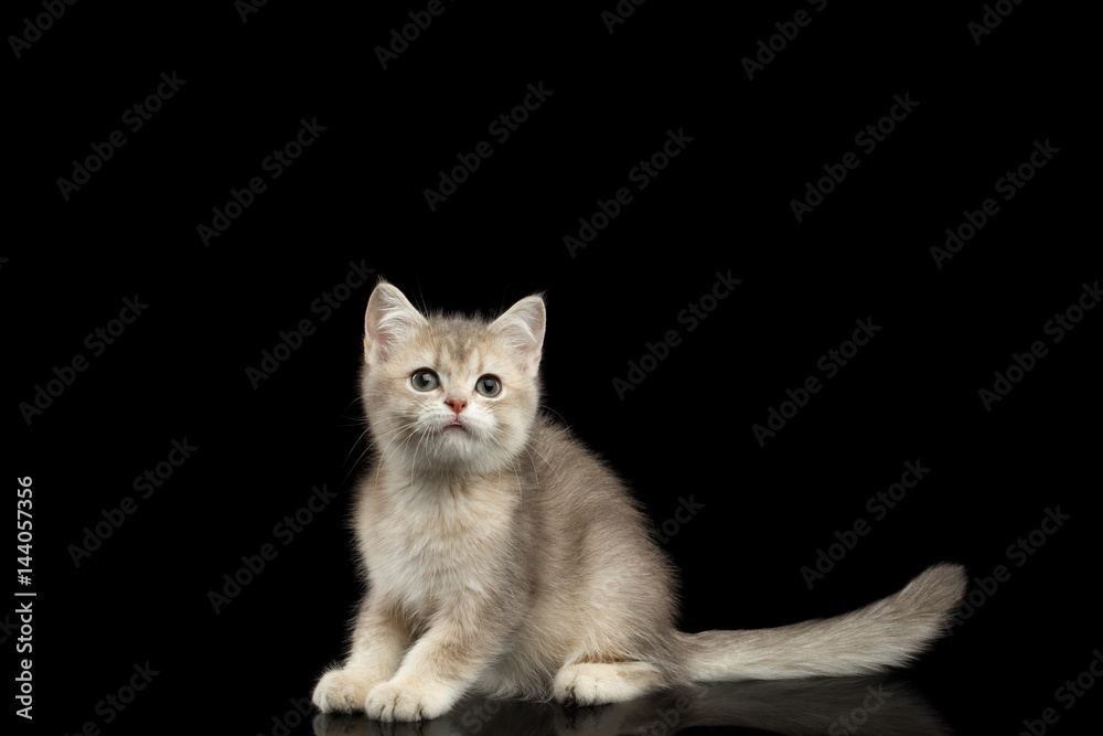 Obraz premium British Kitten Red Fur and Green eyes Sitting with long tail on Isolated Black Background, front view