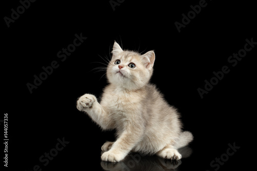 British Kitten Red Fur and Green eyes Plays with paw and Looks curious on Isolated Black Background, front view