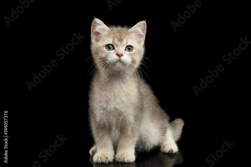 British Kitten Red Fur and Green eyes Sitting and Stare in camera on Isolated Black Background, front view