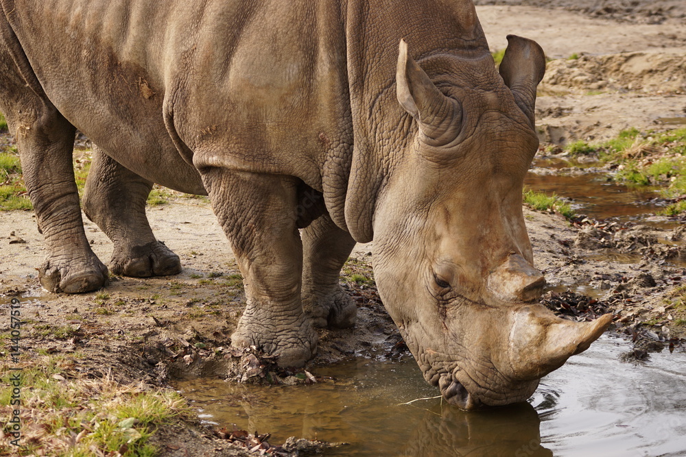 Obraz premium シロサイ