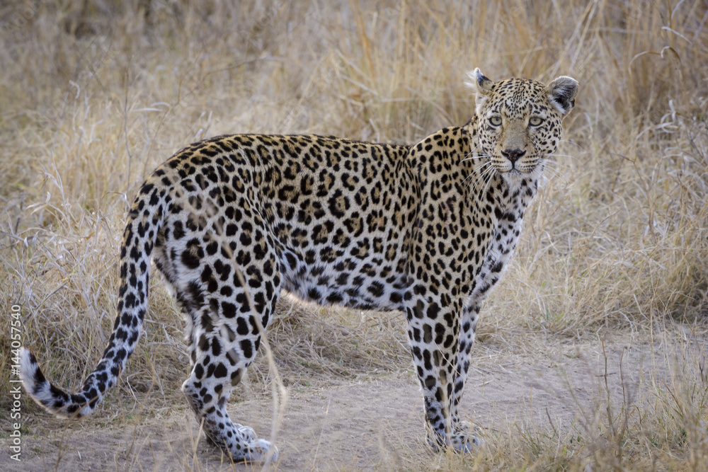 Naklejka premium Leopard (Panthera pardus) female. Mpumlanga. South Africa