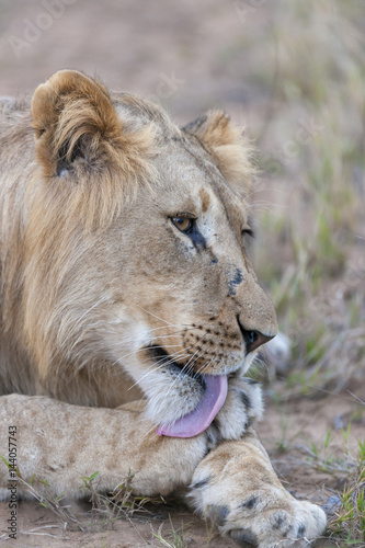 Fototapeta Naklejka Na Ścianę i Meble -  Lion (Panthera leo) licking its paw. KwaZulu Natal. South Africa