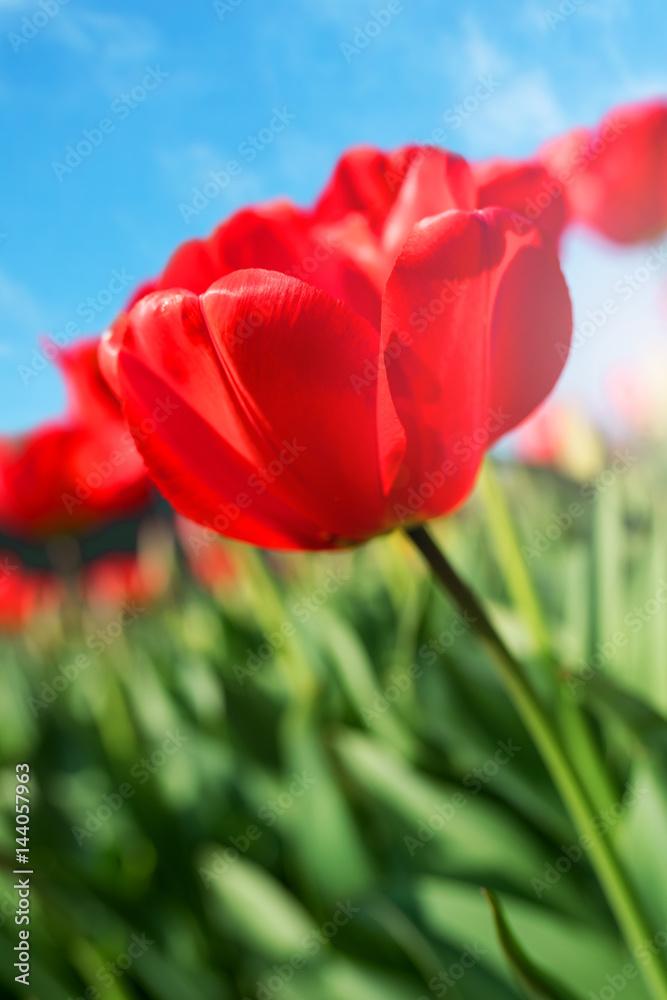 Red tulip blossom against a blue sky Red tulip blossom against a blue sky