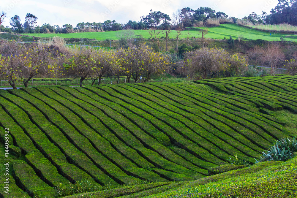 Tea plantation on island Sao Miguel, Azores, Portugal