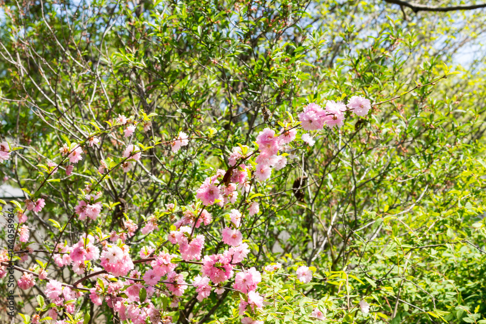 flower of the Japanese cherry sakura blossoms flower of the Japanese cherry sakura blossoms