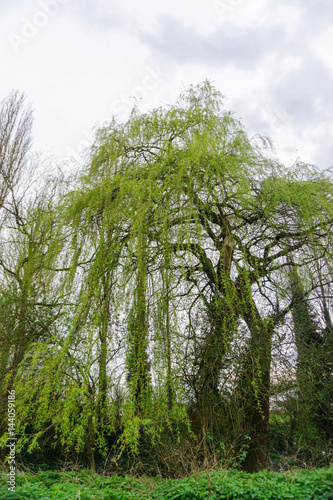 Springtime willow trees in a park