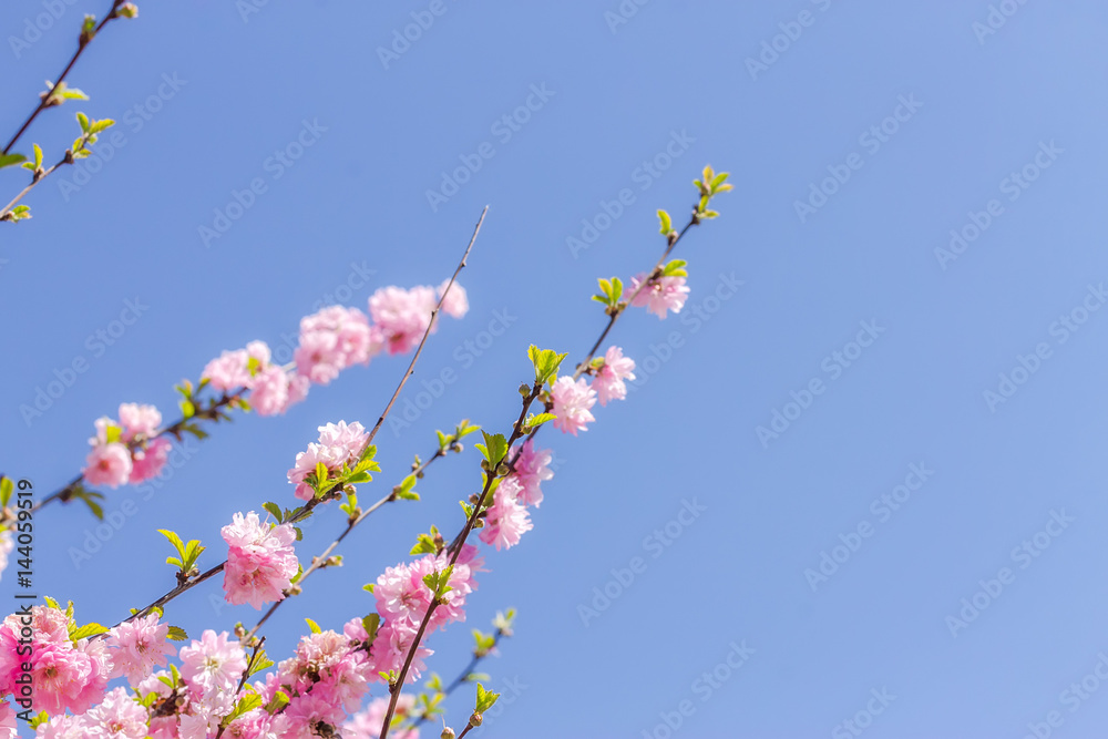 Branch of the Japanese cherry sakura blossoms Branch of the Japanese cherry sakura blossoms