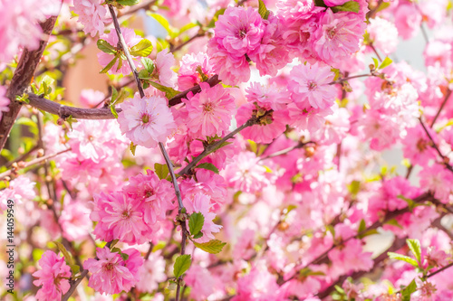 Branch of the Japanese cherry sakura blossoms
