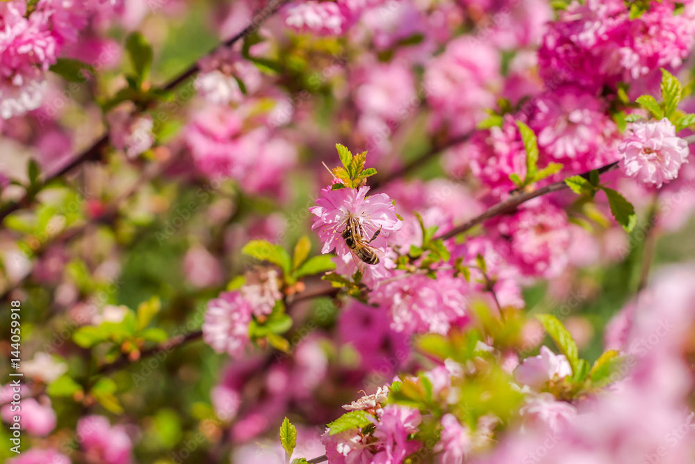 Branch of the Japanese cherry sakura blossoms Branch of the Japanese cherry sakura blossoms