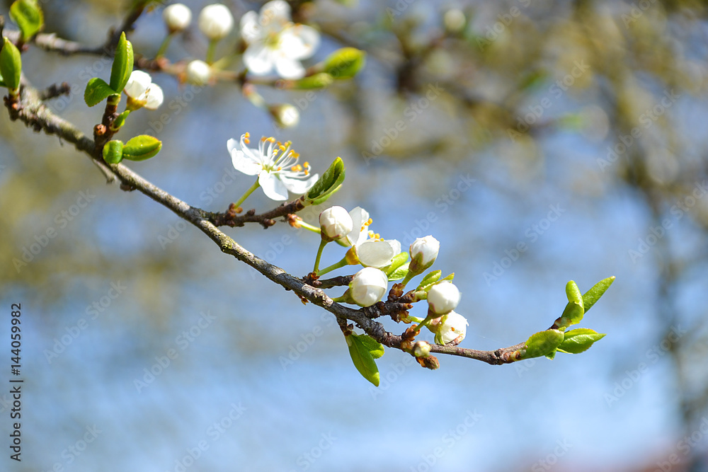 Zweig mit Blüten und Knospen im Frühling Stock-Foto | Adobe Stock