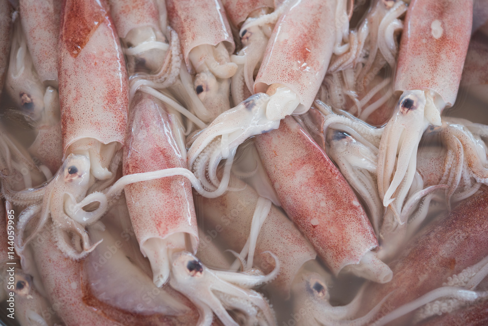 Squid background - closeup of fresh squids at market in Prachuap Khiri Khan, Thailand