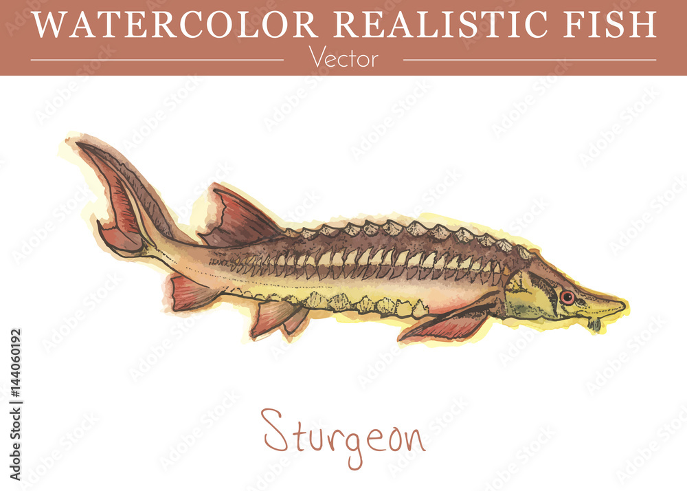 Fotografie Hand painted watercolor fish isolated on white background