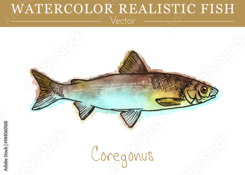 Hand painted watercolor fish isolated on white background. Coregonus lavaretus. Salmonidae, salmon family fish. Colorful edible, salt water and fresh water fish. Vector illustration.