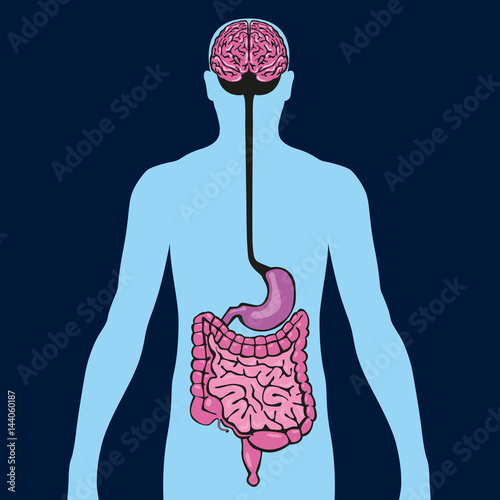 Intestin - cerveau - organe - anatomie - digestion - alimentation