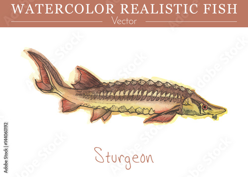 Hand painted watercolor fish isolated on white background. Sturgeon, beluga. Acipenseridae family fish. Colorful edible, salt water and fresh water fish. Vector illustration.