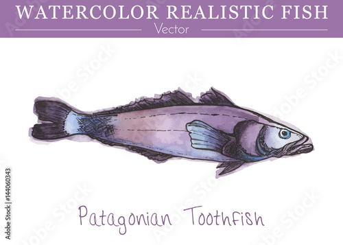 Hand painted watercolor fish isolated on white background. Patagonian toothfish, dissostichus eleginoides, cod icefish species, nototheniidae family. Colorful edible, salt water fish. Vector.