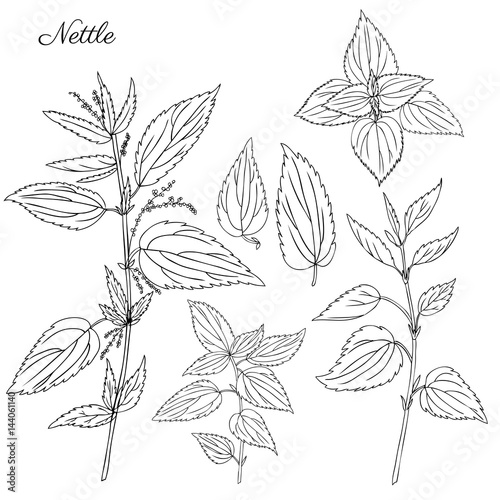 Nettle wild field flower isolated on white background botanical hand drawn sketch vector doodle illustration Urtica dioica for design package tea, organic cosmetic, natural medicine, greeting card