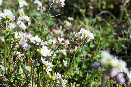 Bee on WildFlowers